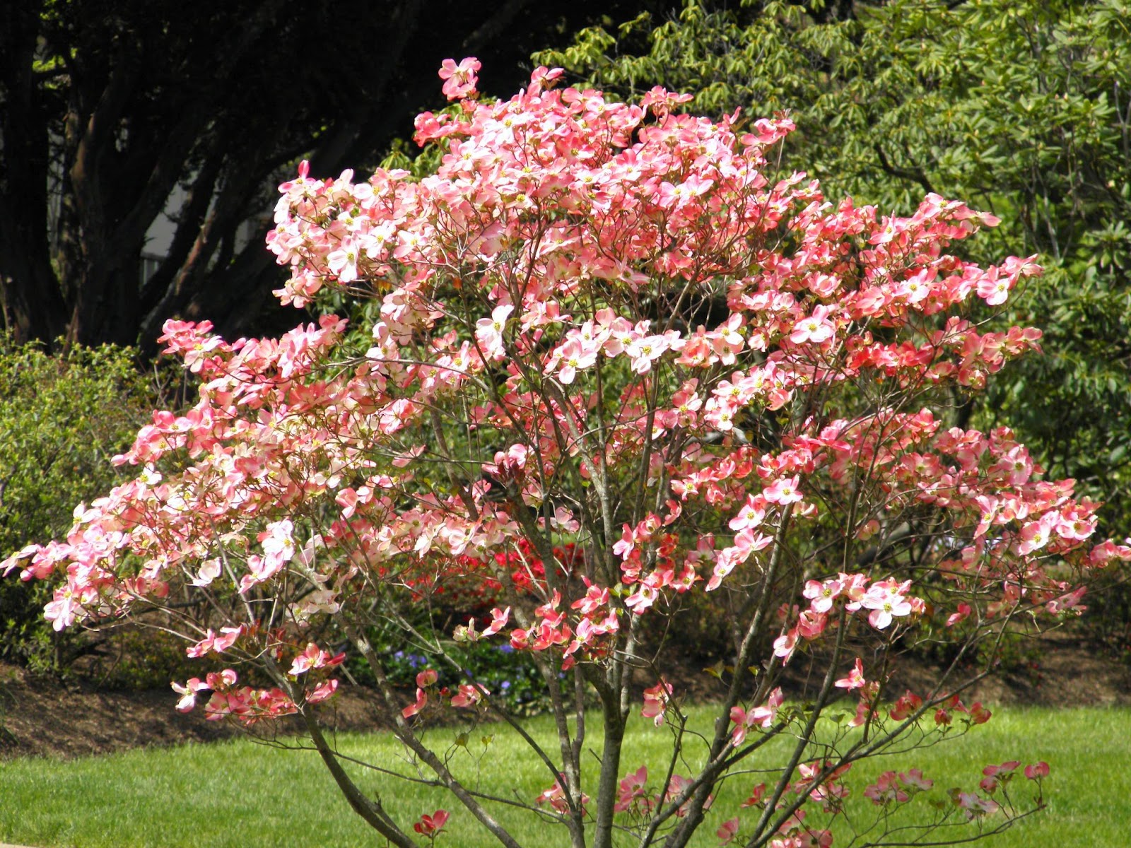 Good Things by David: Blooming Dogwood Trees