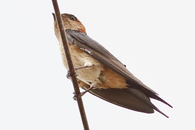 "Red-rumped Swallow Hirundo Daurica  A brightly coloured swallow with a deep forked tail, pale orangish rump, black squared-off undertail coverts, and an unfinished orange colla. A flock sat on the cables above."