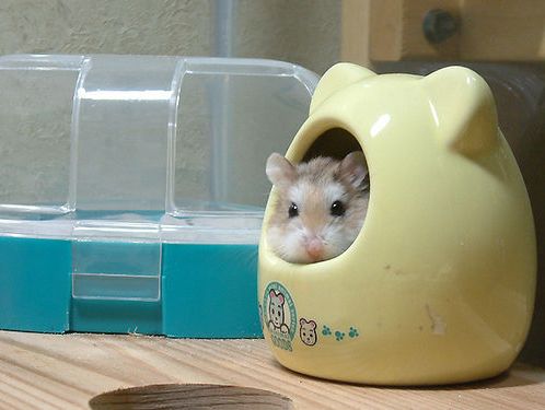 Hình ảnh dễ thương của chuột hamster 