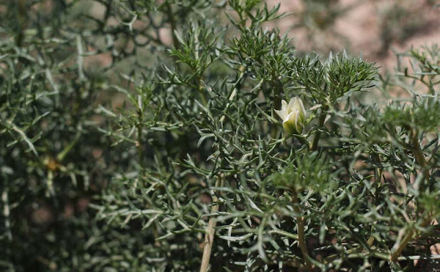 Peganum Harmala Flowers Pictures