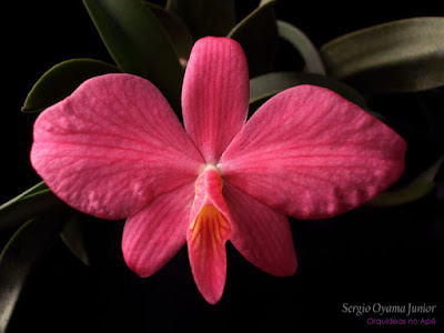 Orquídea Sophronitis wittigiana
