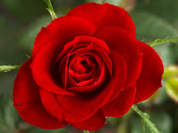 Love Rose 5