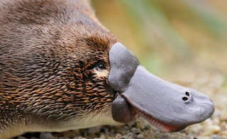 platypus