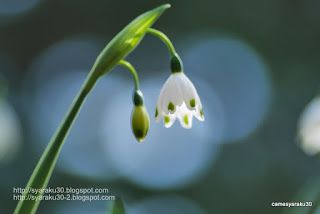 スノーポールの花写真