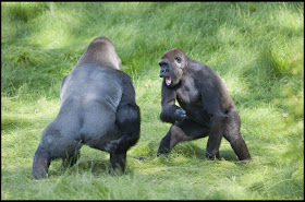 Gorilla brother Alf and Kesho reunited after 3 years apart, gorilla brothers