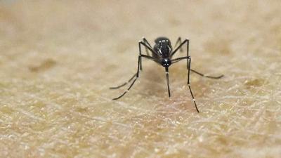 Flórida: Mosquitos que carregam zika podem trazer neste ano a mortal febre amarela