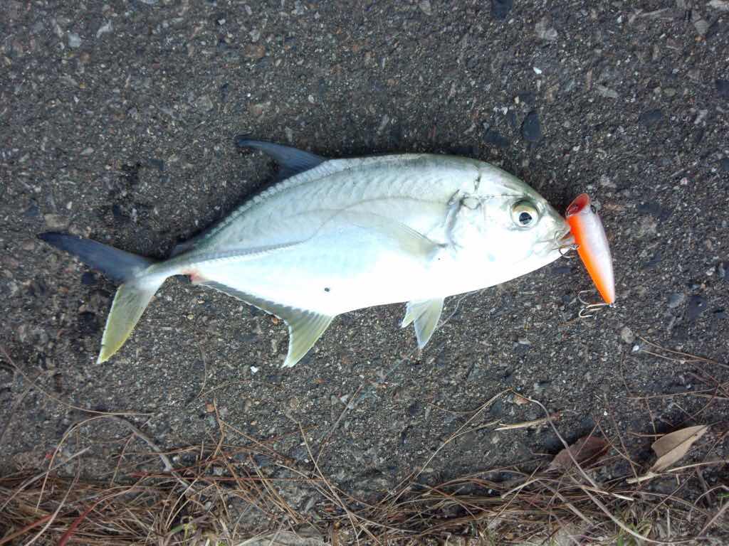 メッキアジ ロウニンアジ の驚くべき食性 前略 Webより
