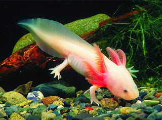 Cara Memelihara Axolotl