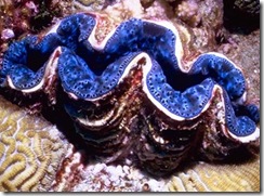 giant-clam