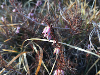 Erica [Ericaceae] - Heather