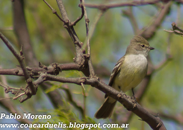 alt="suiriri pico corto,sublegatus modestus,aves de Mendoza"