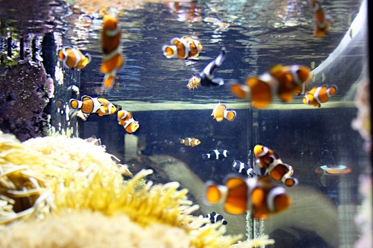 a-aquarium and other 010