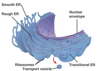 Structure of the endoplasmic reticulum