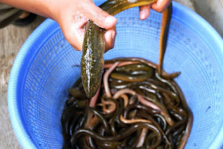 budidaya belut, cara ternak belut, budidaya ternak belut, cara ternak budidaya belut, ternak belut terpal, ternak belut cepat panen, belut