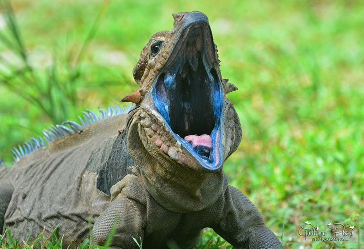 Mona Iguana, Makhluk Berwujud Aneh Keturunan Hewan Purba