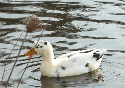 spotted ducks