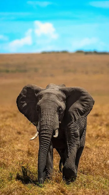 Africa, Elephant, Tusks, Cub, Animal