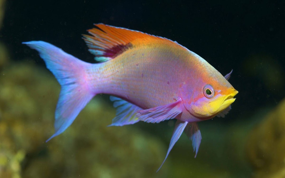 Multi Color Fish Widescreen HD Wallpaper