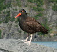 black oystercatcher