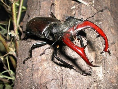 Maschio telodonte maggiore di Lucanus cervus. Foto di Andrea Mangoni.