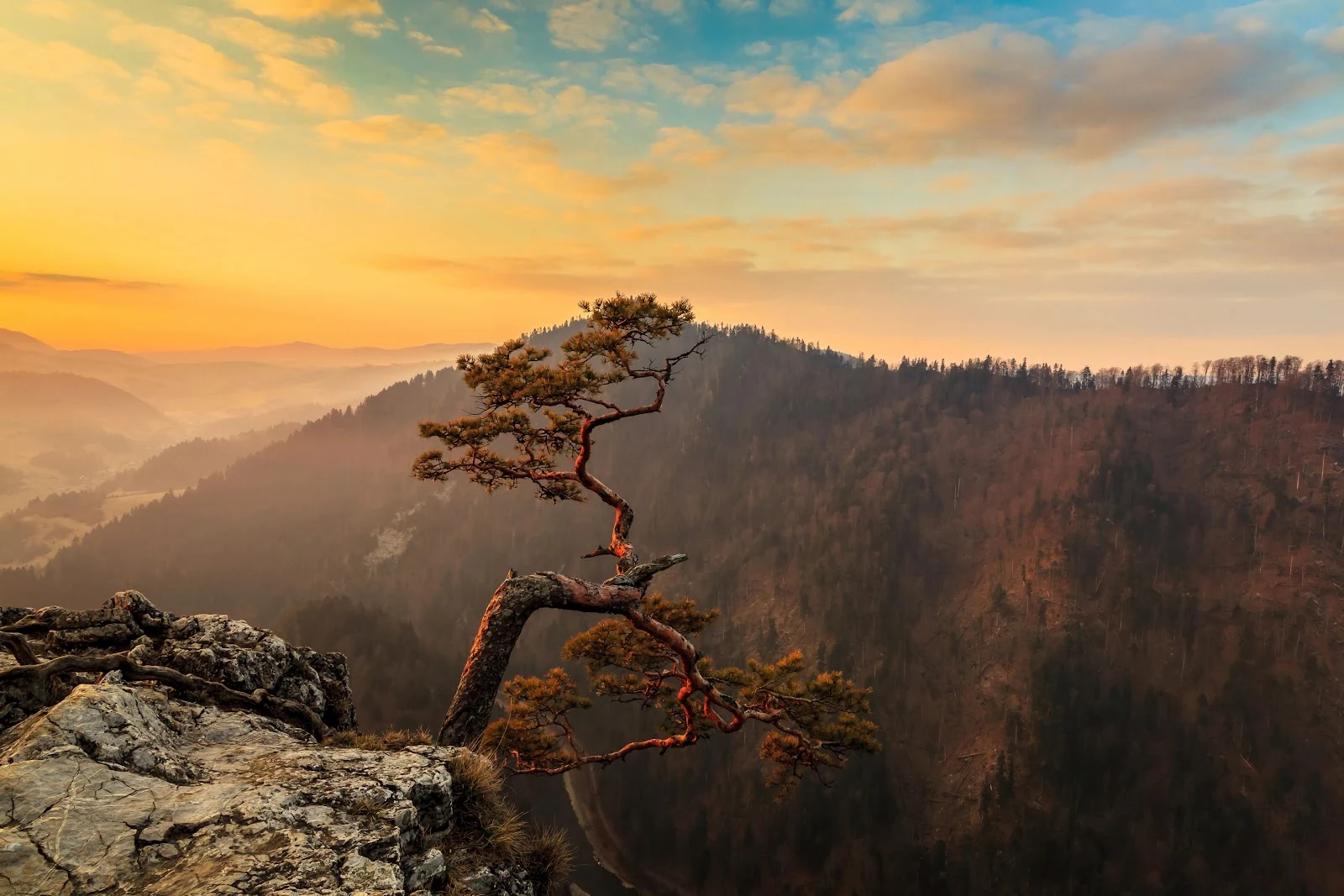 a lone tree on top of a mountain