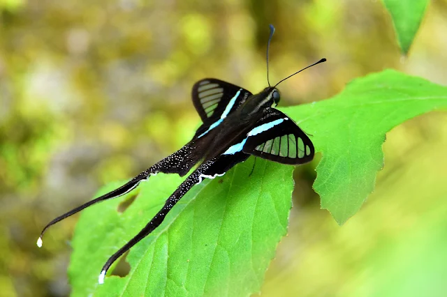 This is one of nature's best insects, the Dragon Tail Butterfly.