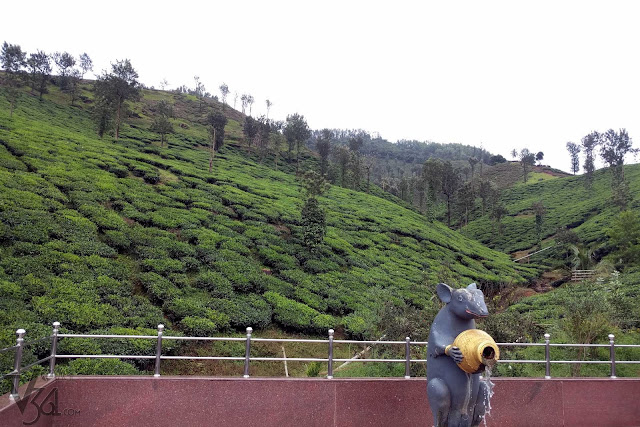 Samse Tea estates, Chikmangalur