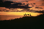 Sunset Photos for your Bellflower Book (gulls at sunset)