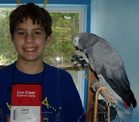 Bird African Grey