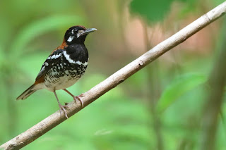 Anis Punggung Merah,Burung Endemik Sulawesi