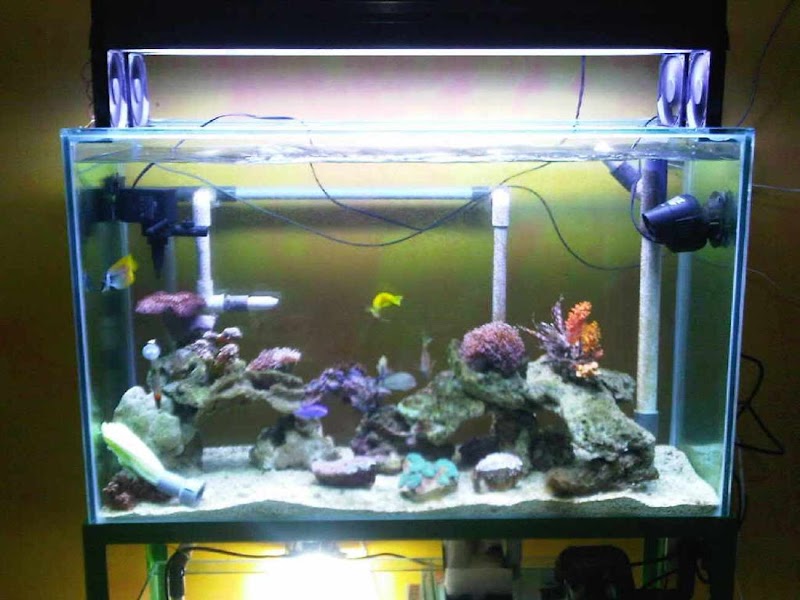 19+ Hiasan Untuk Aquarium Mini, Hiasan Tergokil