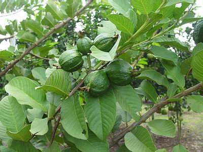 Nursery Plants: Guava Tree Growing up in Garden