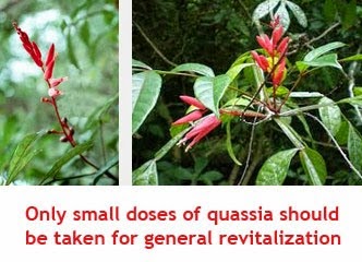 quassia medicinal uses