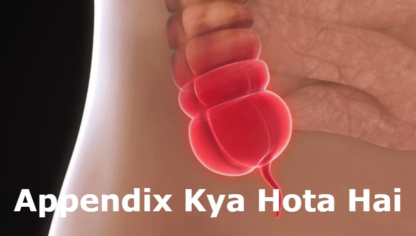 Appendix Kya Hota Hai
