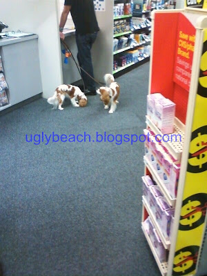 Dogs in Miami Beach Pharmacy