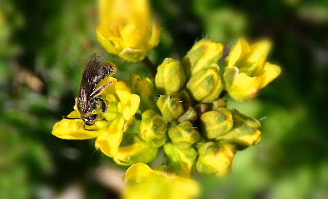 Tiny dark bee, lightly fuzzy and dusted with pollen as it harvests more from a small yellow flower. https://cohanmagazine.blogspot.com/