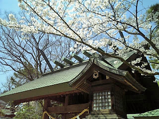 cherry blossoms in funabashi shrine
