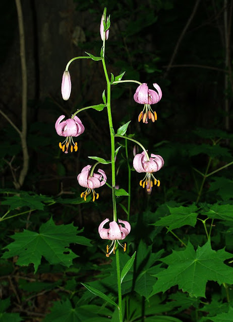 Лилия кудреватая (Lilium martagon)