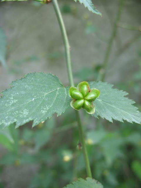 Керрия японская (Kerria japonica)