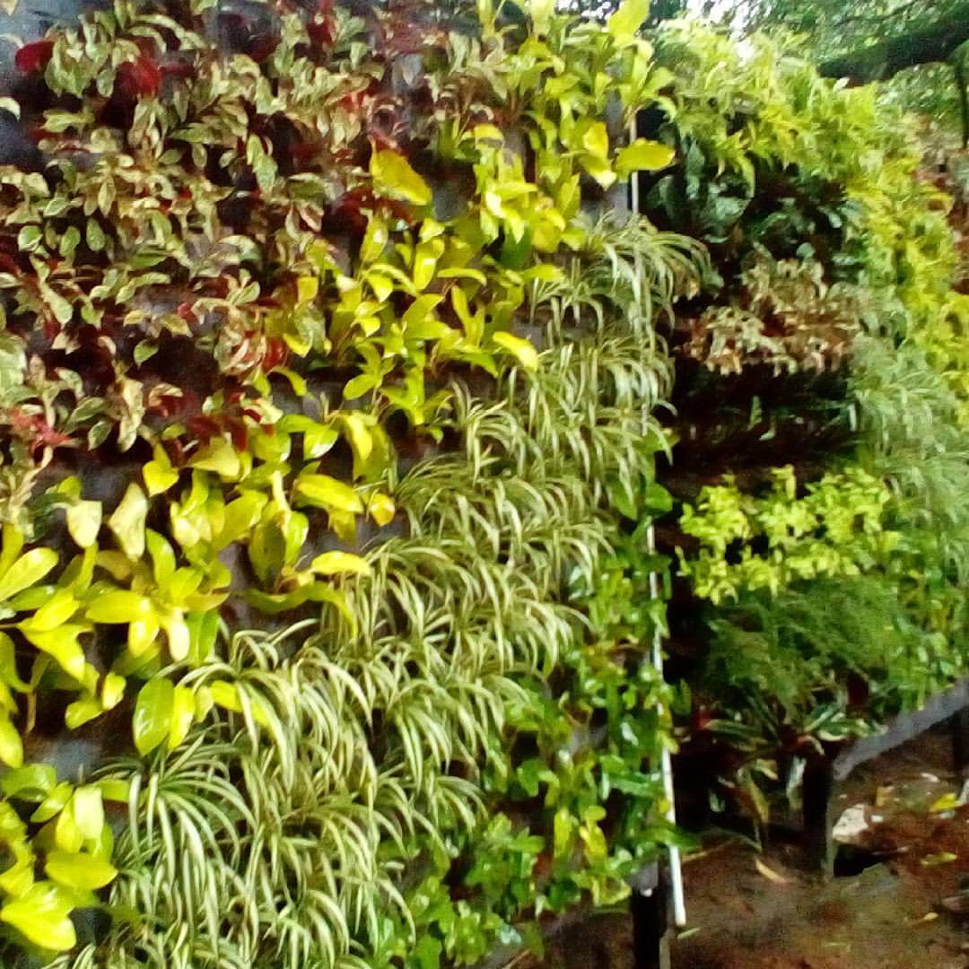 vertical garden