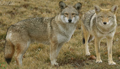 coyote, coyote wild animal 