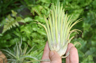 tillandsia ionantha ionantha