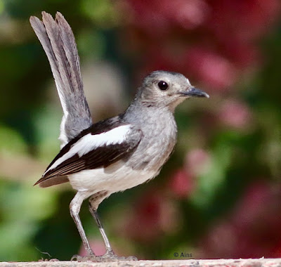 Oriental Magpie-Robin