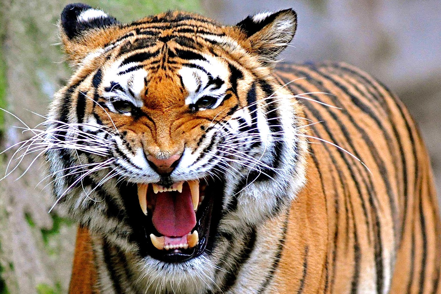 Harimau Sumatera Panthera Tigris Sumatrae Seputaran Jambi