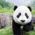 Download 30+ Panda Wallpapers