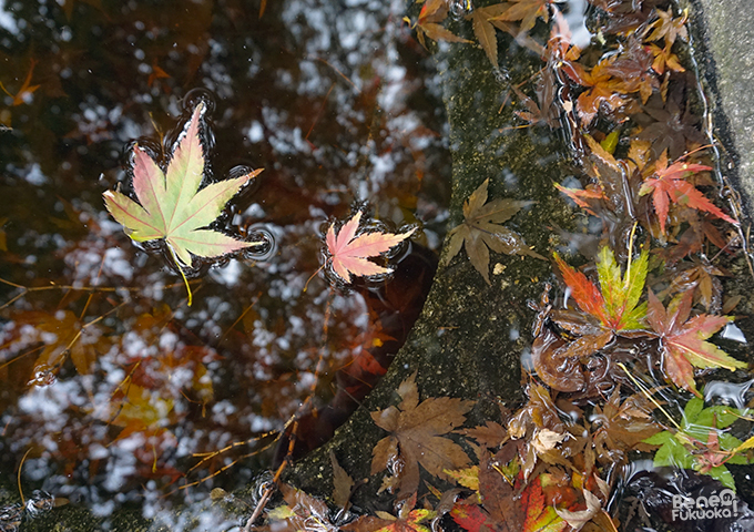 紅葉 - 承天寺、福岡