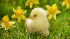 spring chick with daffodils