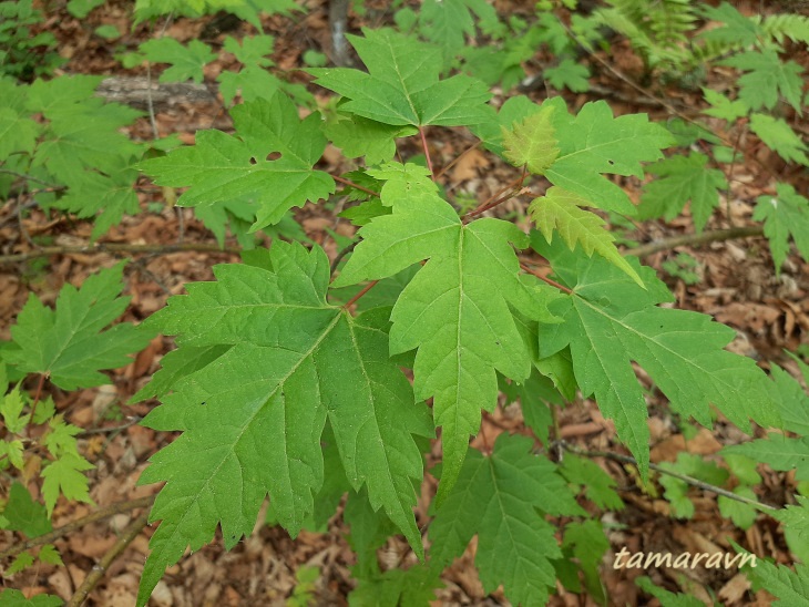 Клён бородатый / Клён бородчатонервный (Acer barbinerve)