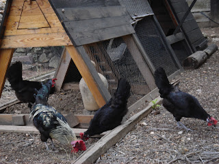 Nuestras gallinas1-Naturalis muebles ecológicos