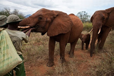 Kenya's Baby Elephant Orphanage Seen On www.dil-ki-dunya.tk